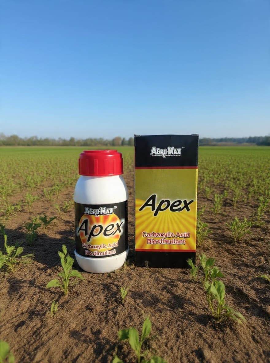 APEX